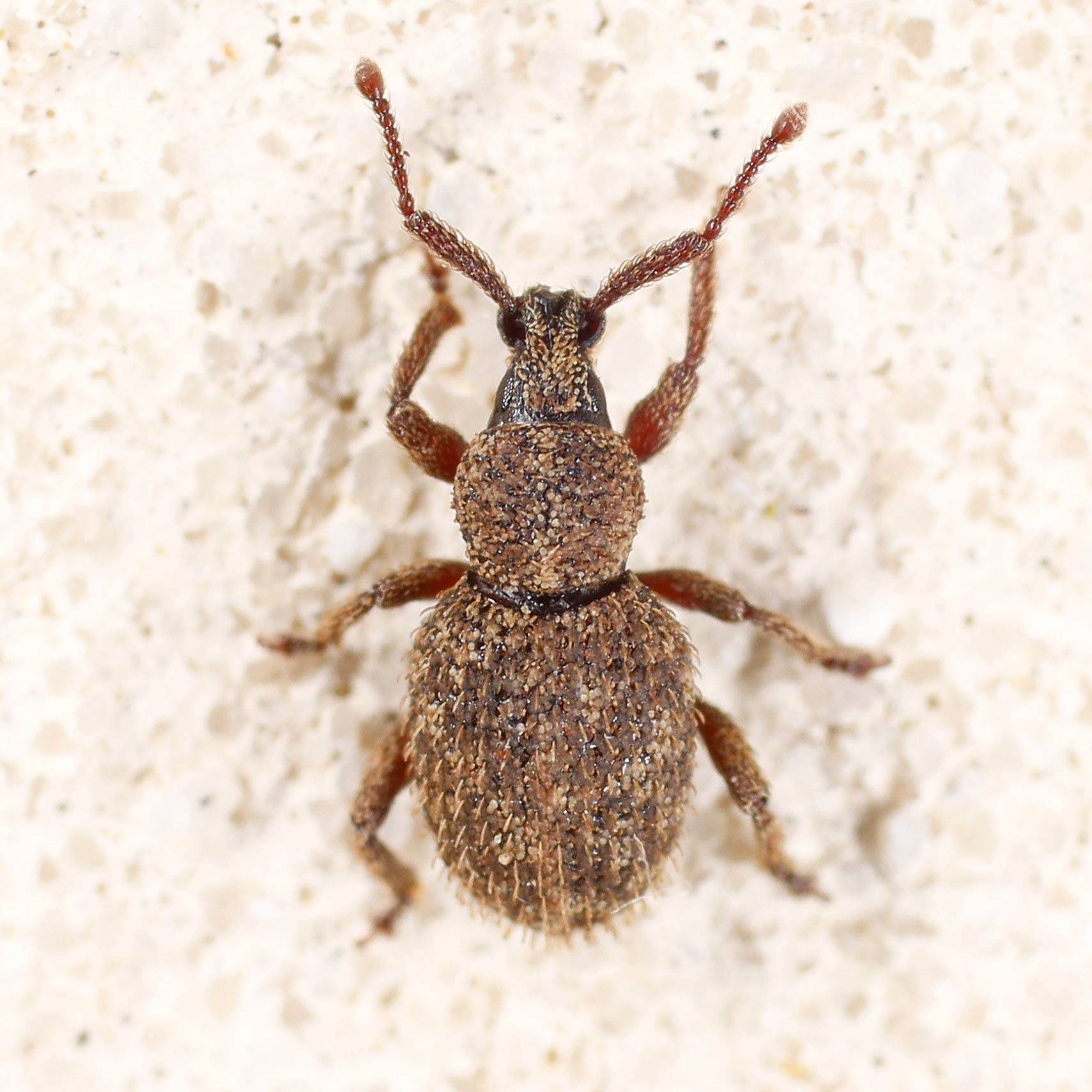 Nuovo curculionidae